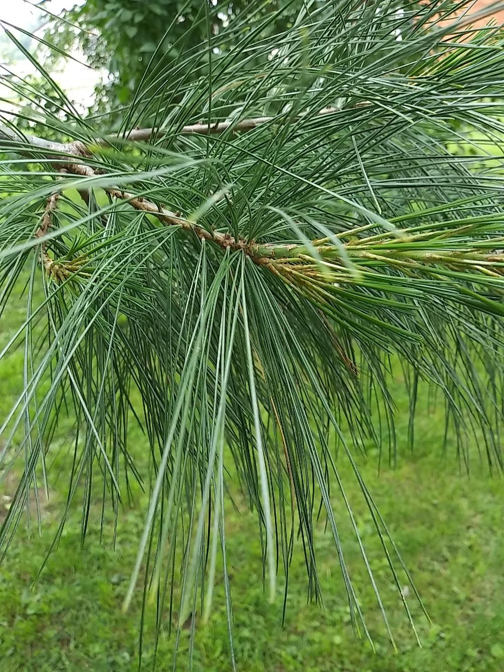Photo of Eastern White Pine (Pinus strobus) uploaded by m33jones2