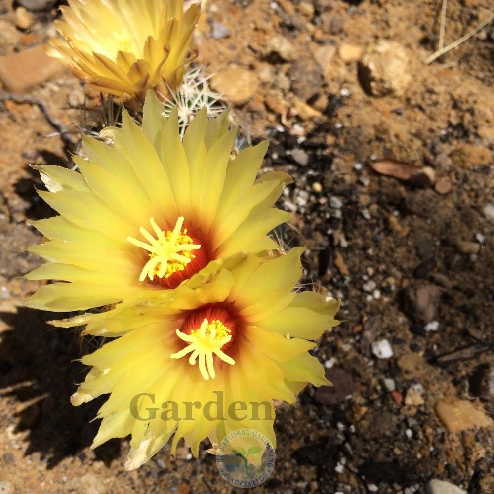 Photo of Pineapple Cactus (Coryphantha sulcata) uploaded by BlueOddish