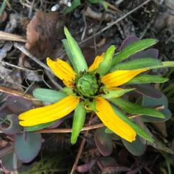 Location: South Jordan, Utah, United States
Date: 2018-06-03
Wierd mutant flower thingy.