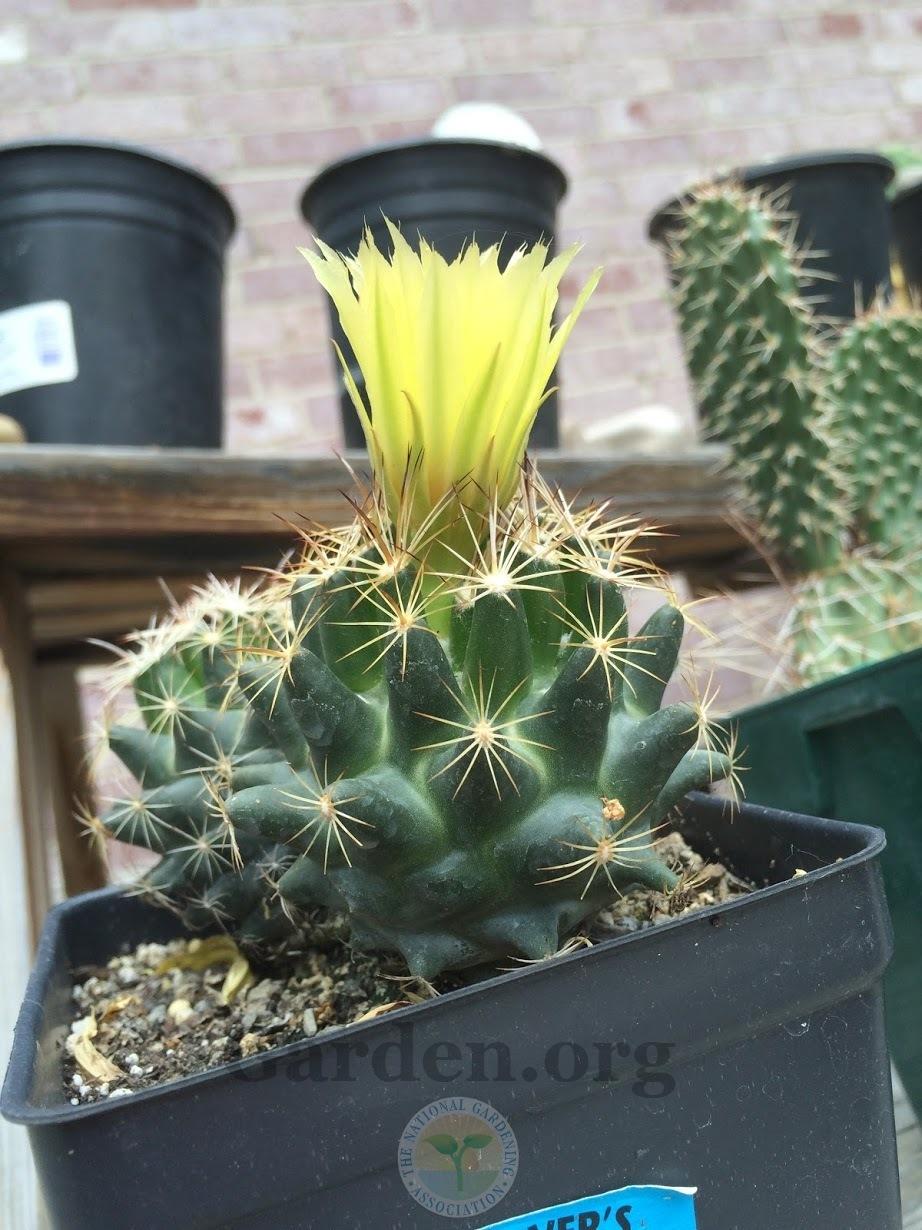 Photo of Pineapple Cactus (Coryphantha sulcata) uploaded by BlueOddish