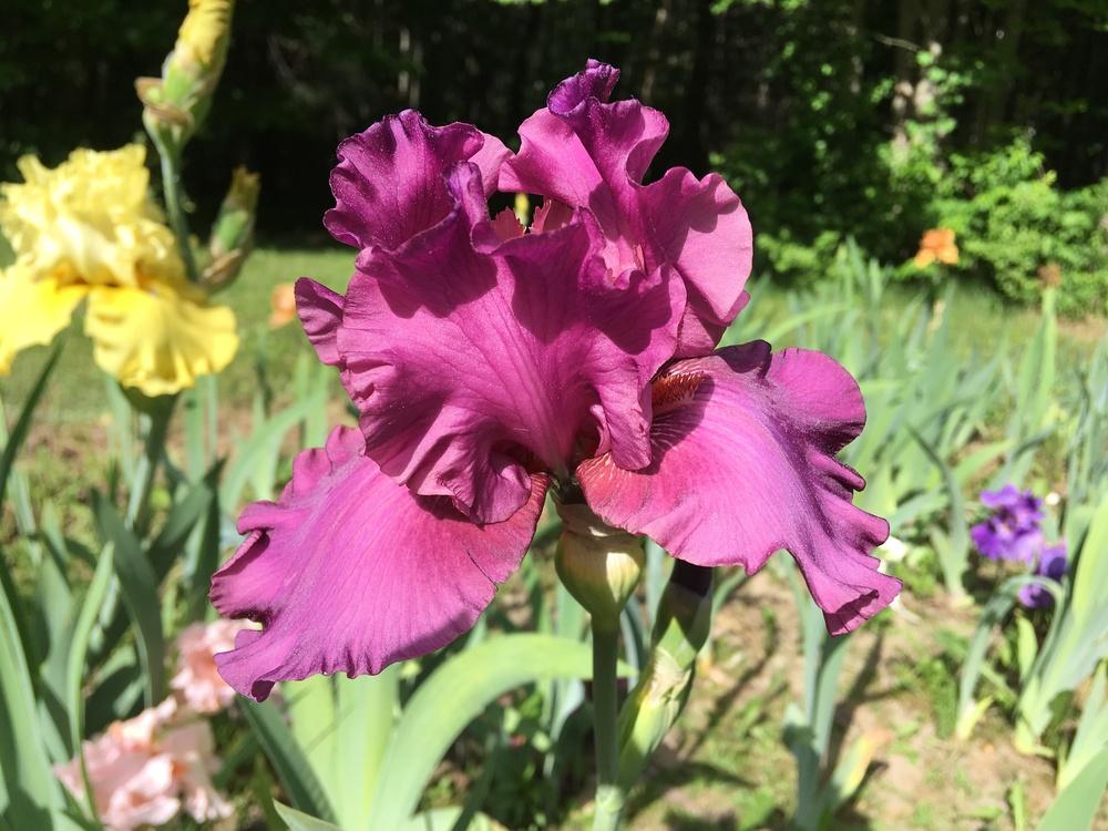 Photo of Tall Bearded Iris (Iris 'Aplomb') uploaded by Lbsmitty