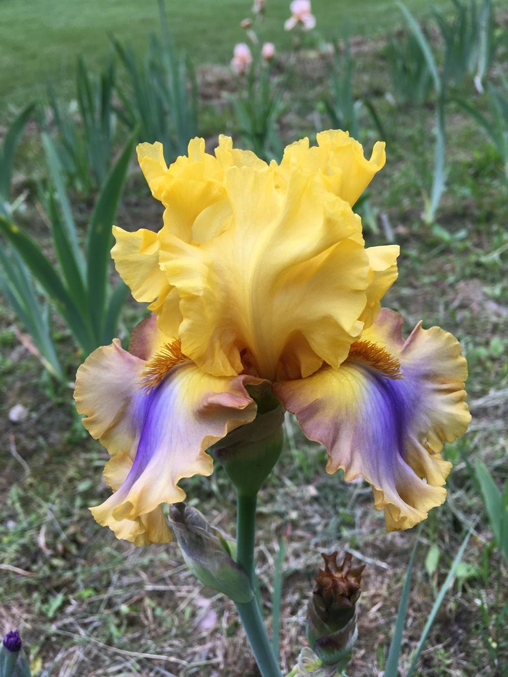 Photo of Tall Bearded Iris (Iris 'Good Morning Sunshine') uploaded by Lbsmitty