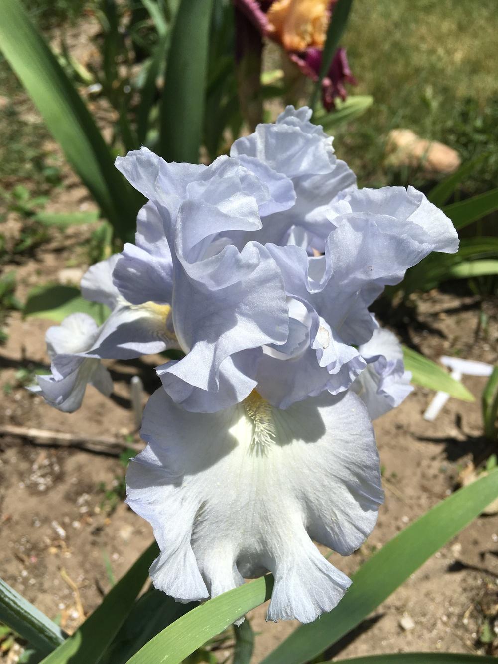 Photo of Tall Bearded Iris (Iris 'Absolute Treasure') uploaded by Lbsmitty