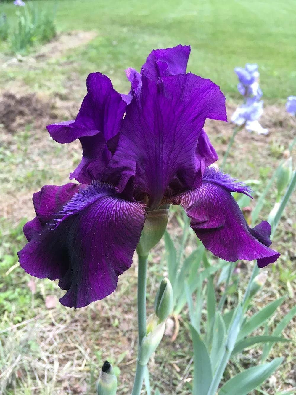 Photo of Tall Bearded Iris (Iris 'Batman') uploaded by Lbsmitty