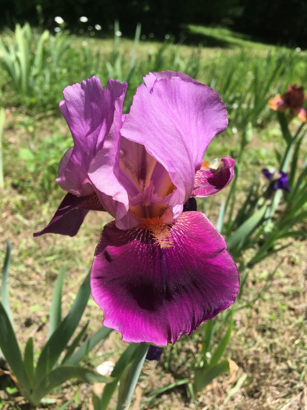 Photo of Tall Bearded Iris (Iris 'Camelot Rose') uploaded by Lbsmitty