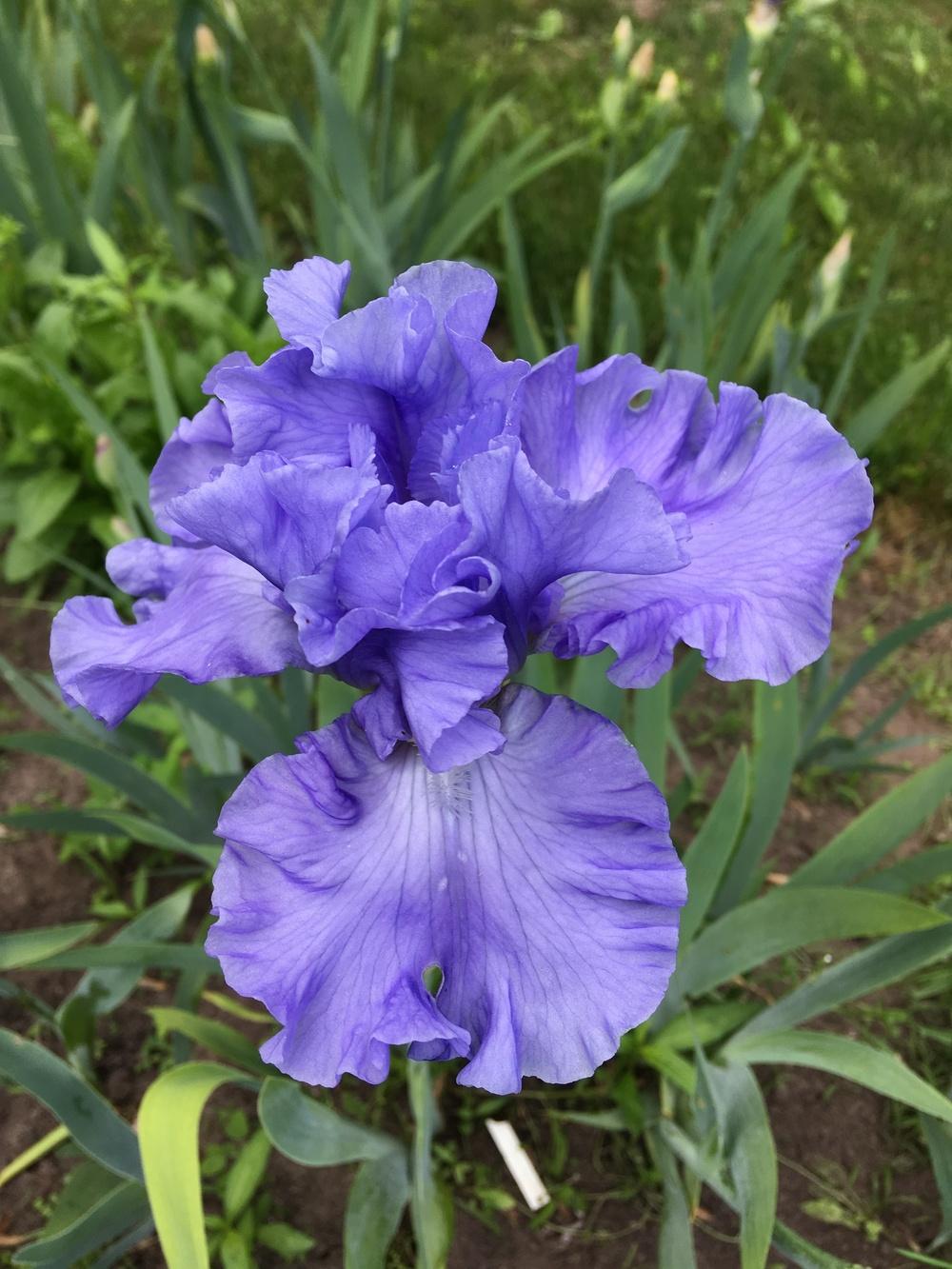 Photo of Tall Bearded Iris (Iris 'Delta Blues') uploaded by Lbsmitty