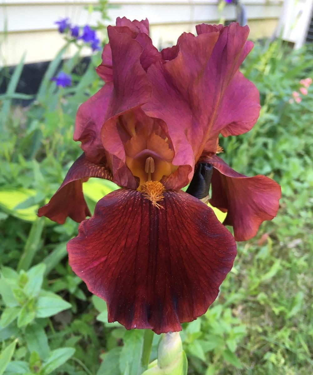 Photo of Tall Bearded Iris (Iris 'Forge Fire') uploaded by Lbsmitty