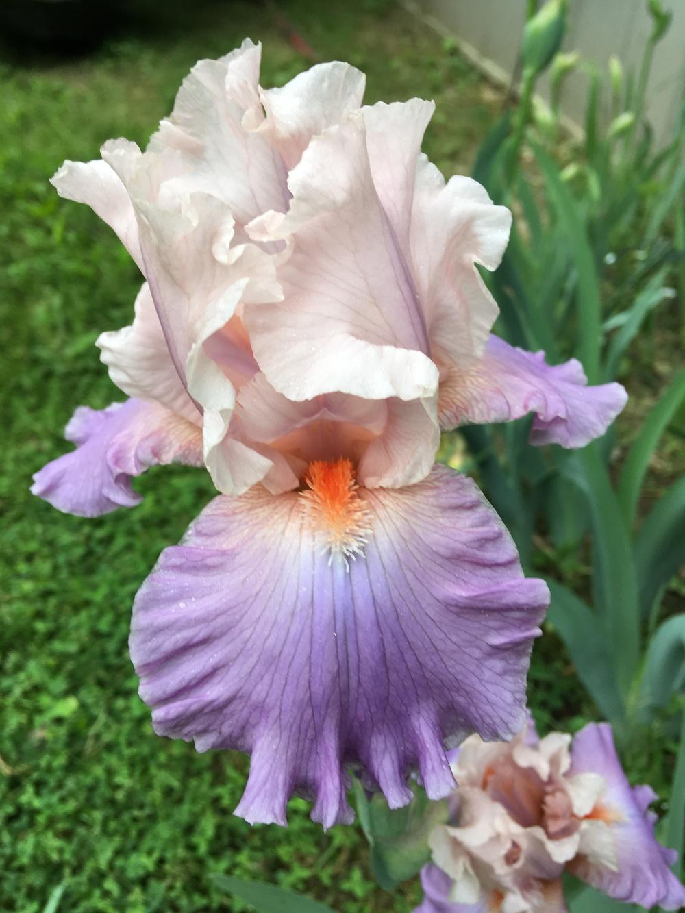 Photo of Tall Bearded Iris (Iris 'Bon Appetit') uploaded by Lbsmitty