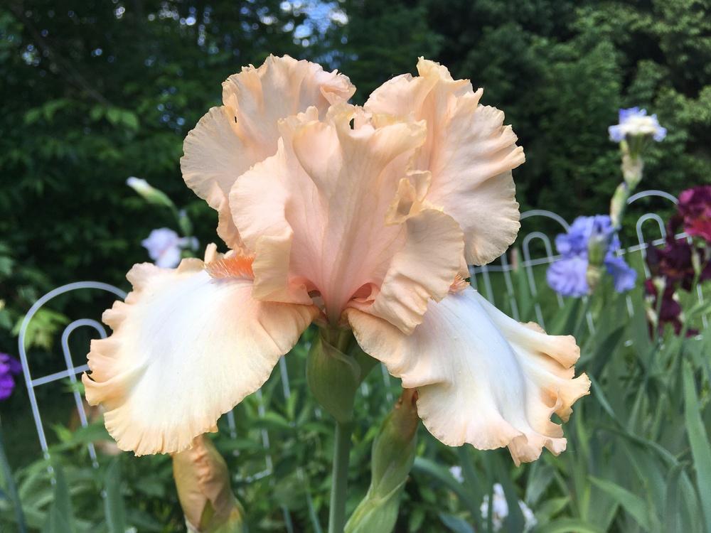 Photo of Tall Bearded Iris (Iris 'Deliciously Different') uploaded by Lbsmitty