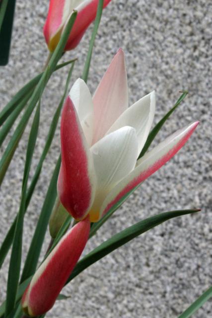 Photo of Lady Tulip (Tulipa clusiana 'Lady Jane') uploaded by RuuddeBlock