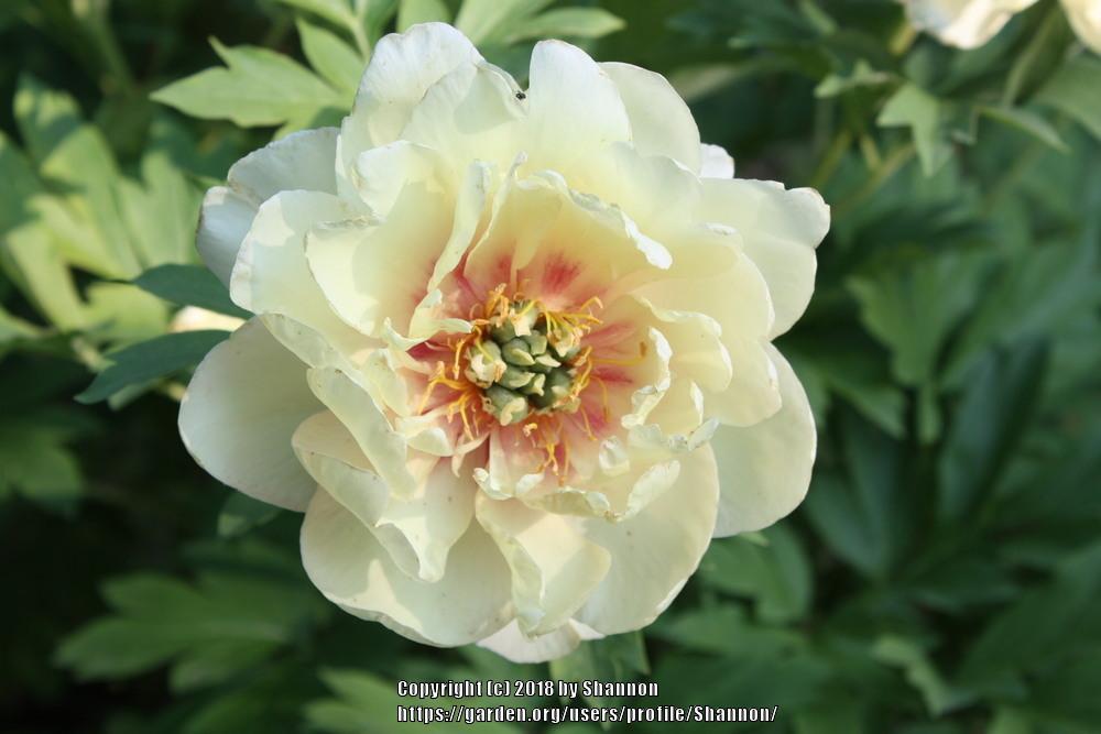 Photo of Intersectional Peony (Paeonia 'Garden Treasure') uploaded by Shannon