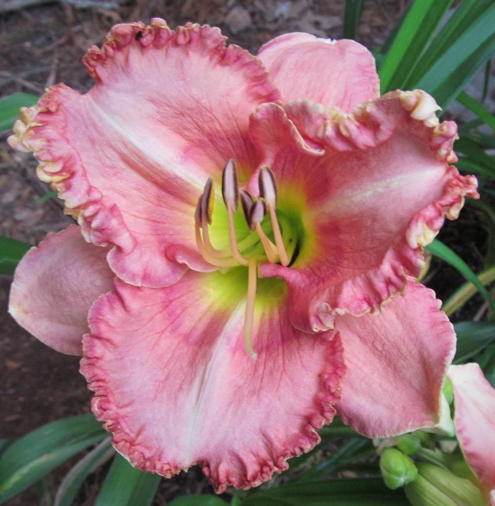 Photo of Daylily (Hemerocallis 'Dancing with Julie') uploaded by Sscape