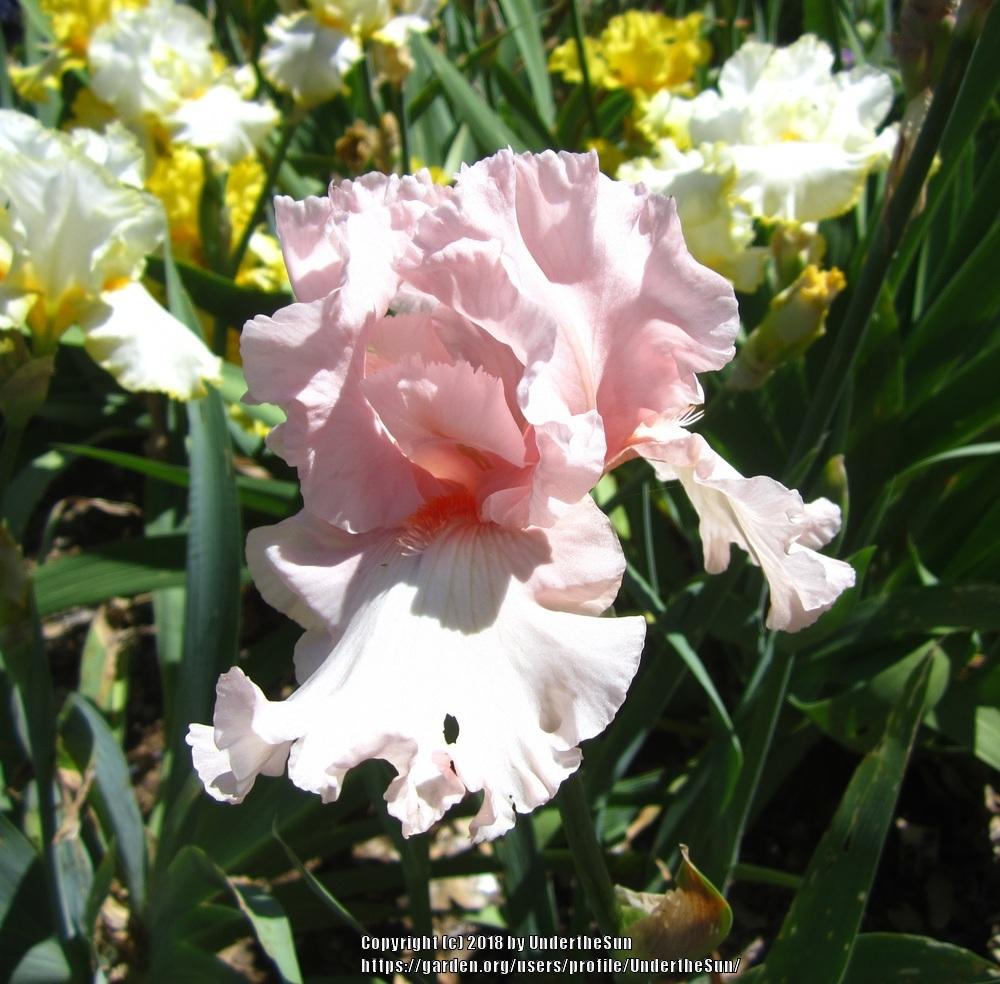 Photo of Tall Bearded Iris (Iris 'Bertha Brownlee') uploaded by UndertheSun