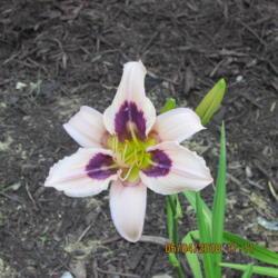 Location: My 6b garden
Date: 2018-05-04
First bloom. From Northern Lights Daylilies. Love it!