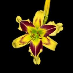 Location: Botanical Gardens of the State of Georgia...Athens, Ga
Date: 2018-06-02
Hold Your Horses Daylily 001