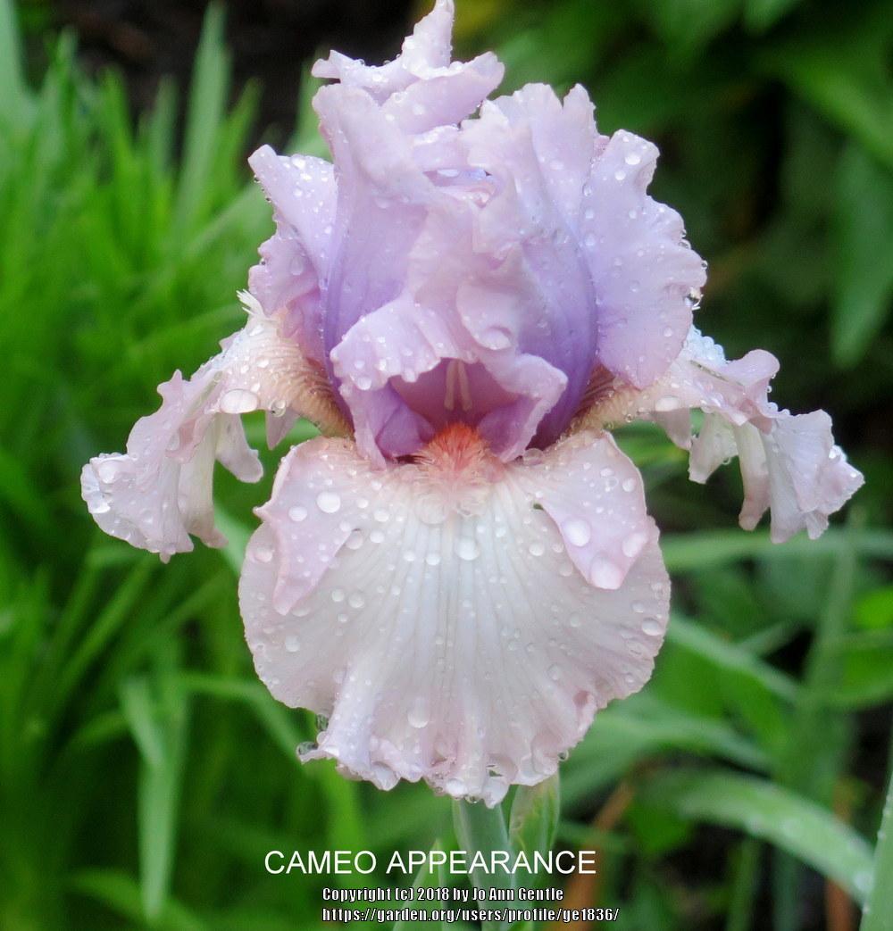 Photo of Tall Bearded Iris (Iris 'Cameo Appearance') uploaded by ge1836