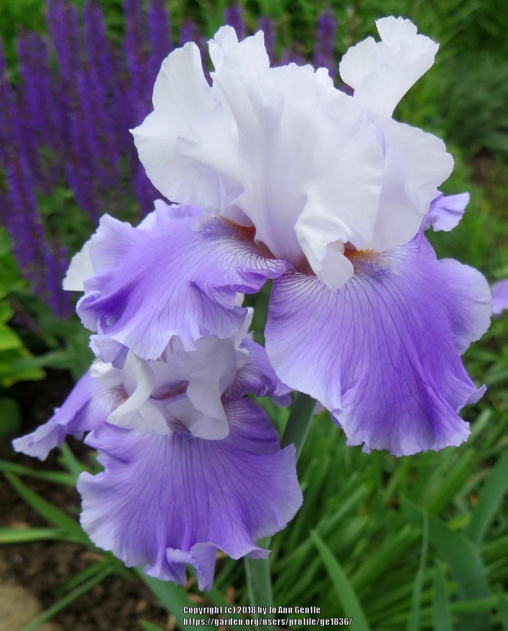 Photo of Tall Bearded Iris (Iris 'Credentials') uploaded by ge1836