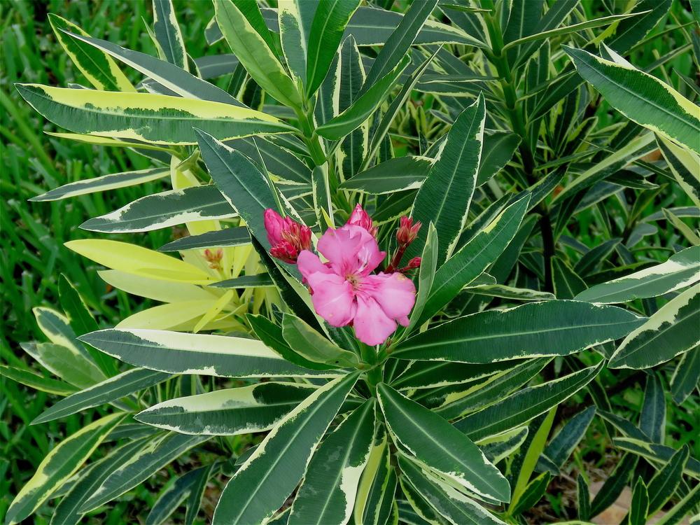 Photo of Oleander (Nerium oleander 'Twist of Pink') uploaded by plantladylin