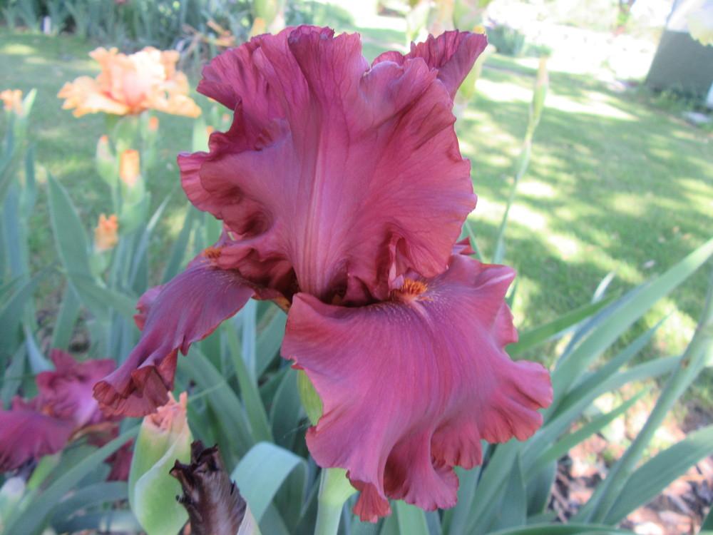 Photo of Tall Bearded Iris (Iris 'Rogue') uploaded by tveguy3
