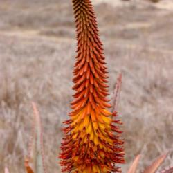 Location: Baja California
Date: 2018-06-05
Aloe africana x