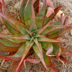 Location: Baja California
Date: 2018-06-05
Aloe speciosa x