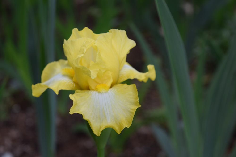 Photo of Intermediate Bearded Iris (Iris 'Miles Of Smiles') uploaded by Dachsylady86