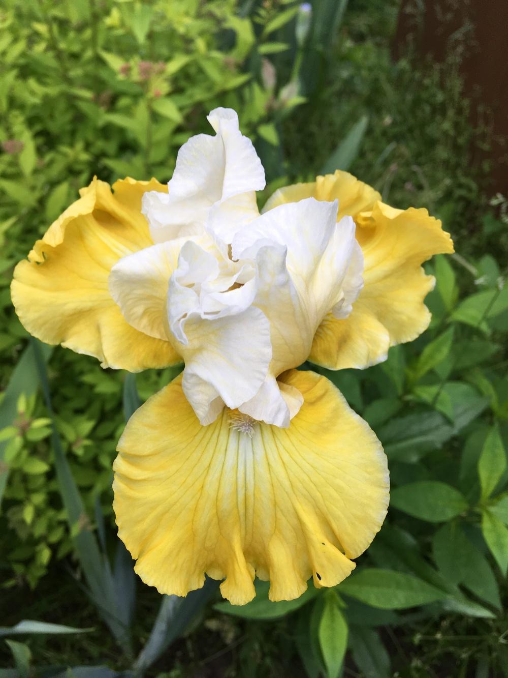 Photo of Tall Bearded Iris (Iris 'Joviality') uploaded by Lbsmitty