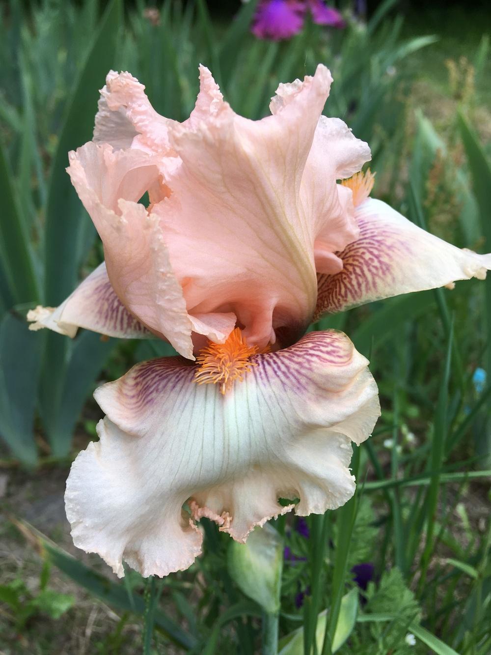 Photo of Tall Bearded Iris (Iris 'Feast Your Eyes') uploaded by Lbsmitty