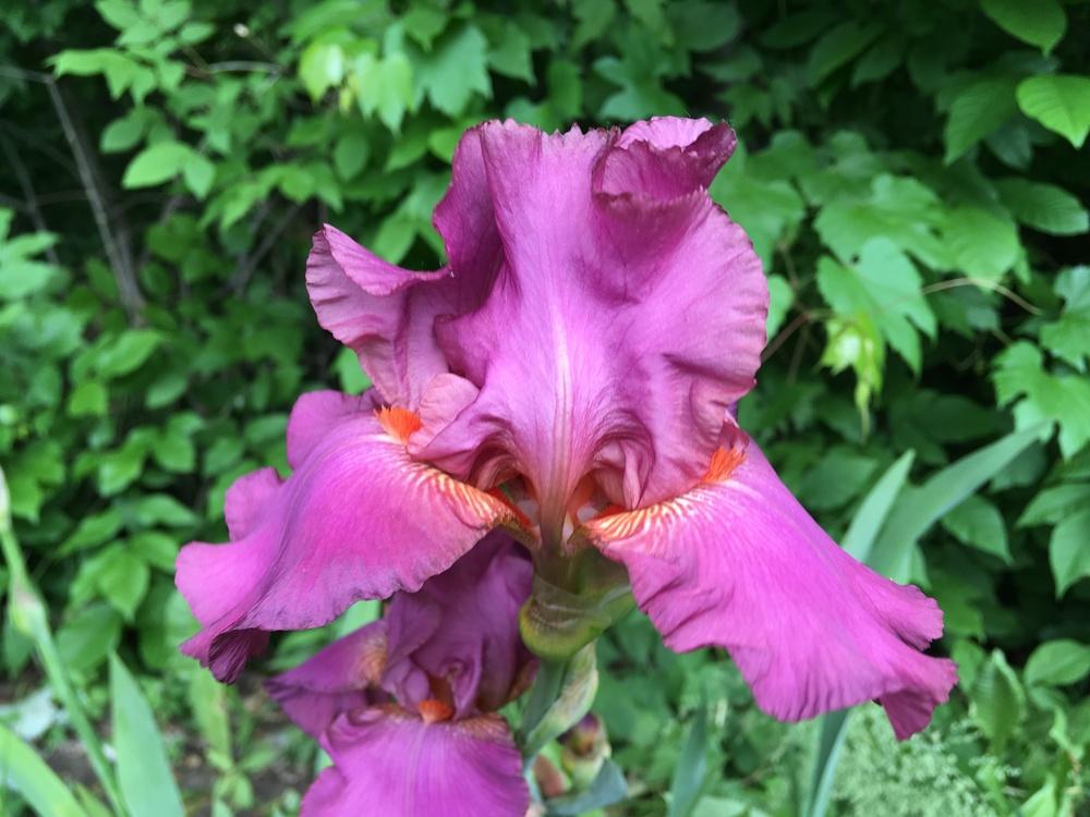 Photo of Tall Bearded Iris (Iris 'Show Time') uploaded by Lbsmitty