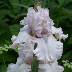 Location: My garden, Watkins Glen, NY
A beautiful iris that does not get enough attention