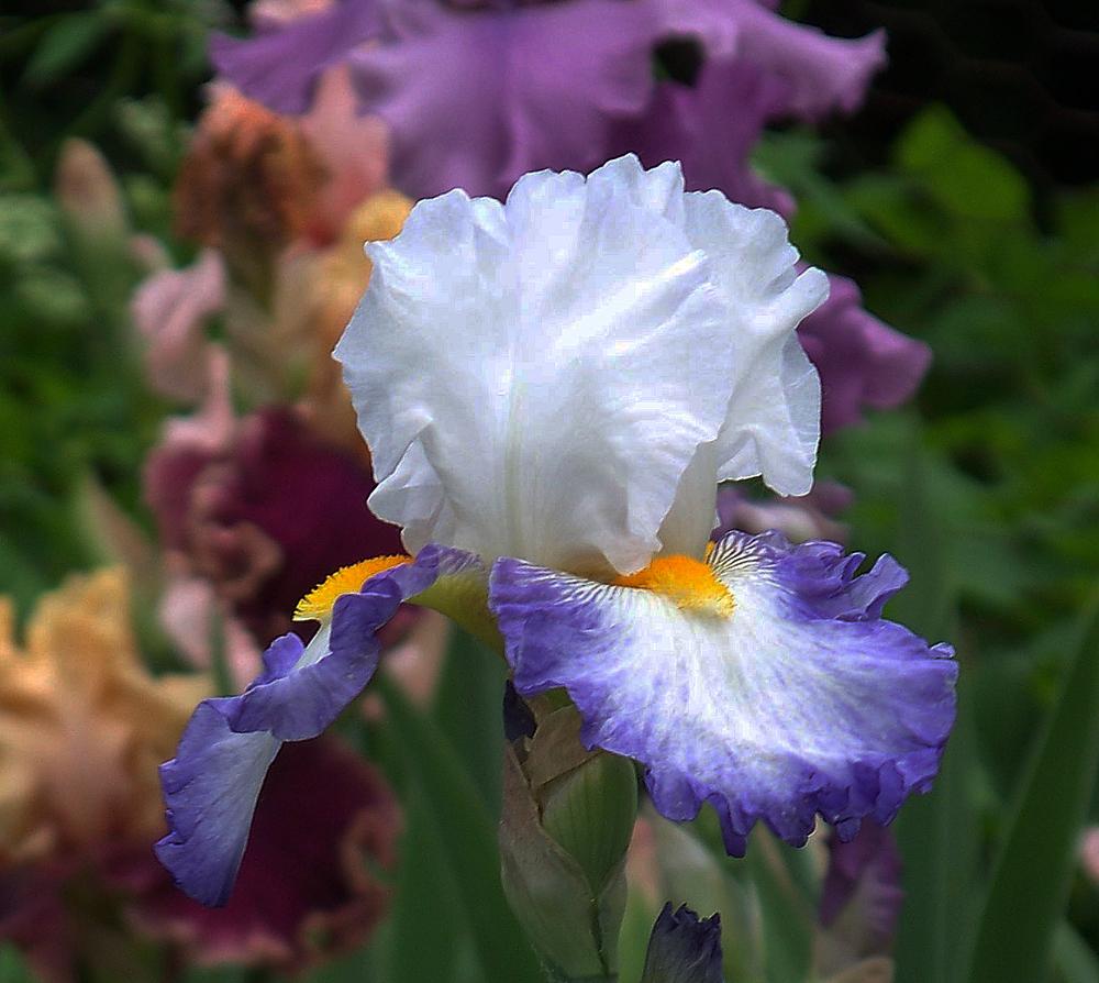 Photo of Tall Bearded Iris (Iris 'Brilliant Idea') uploaded by LynNY