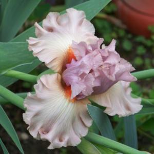 A beautiful iris that does not get enough attention