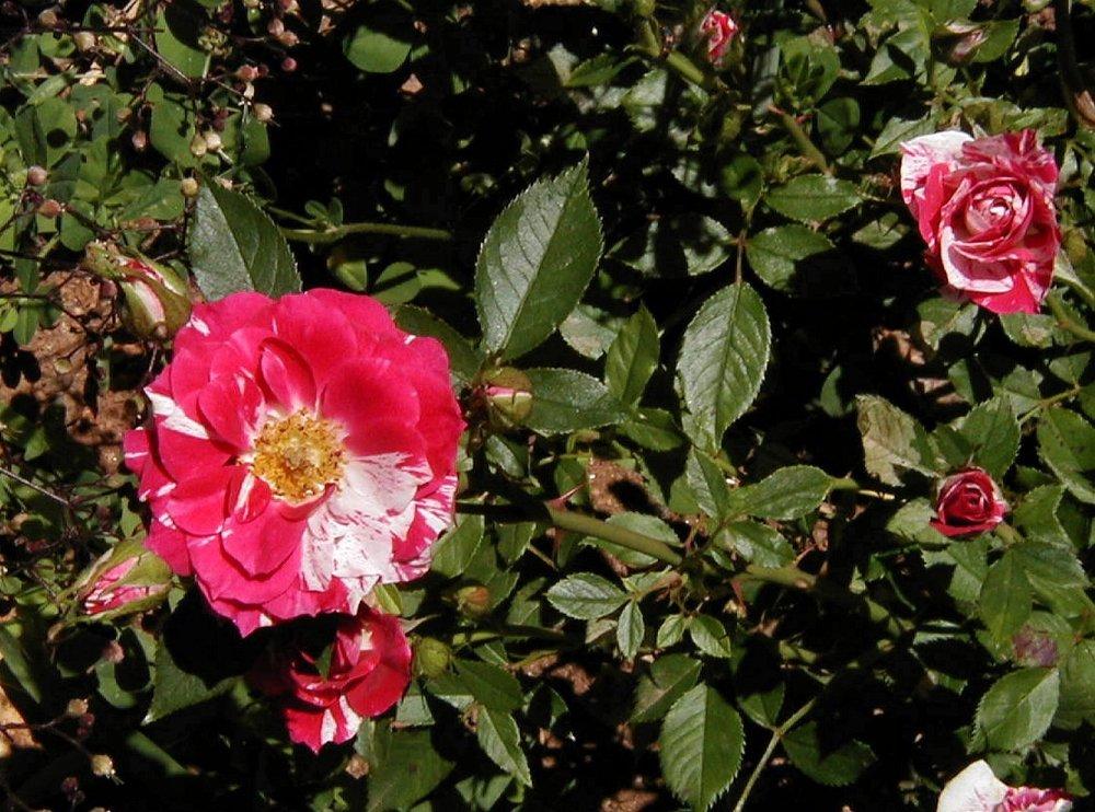 Photo of Rose (Rosa 'Pinstripe') uploaded by RoseBlush1