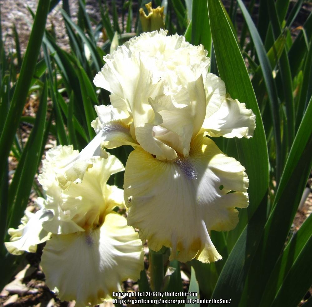 Photo of Tall Bearded Iris (Iris 'Light of Day') uploaded by UndertheSun