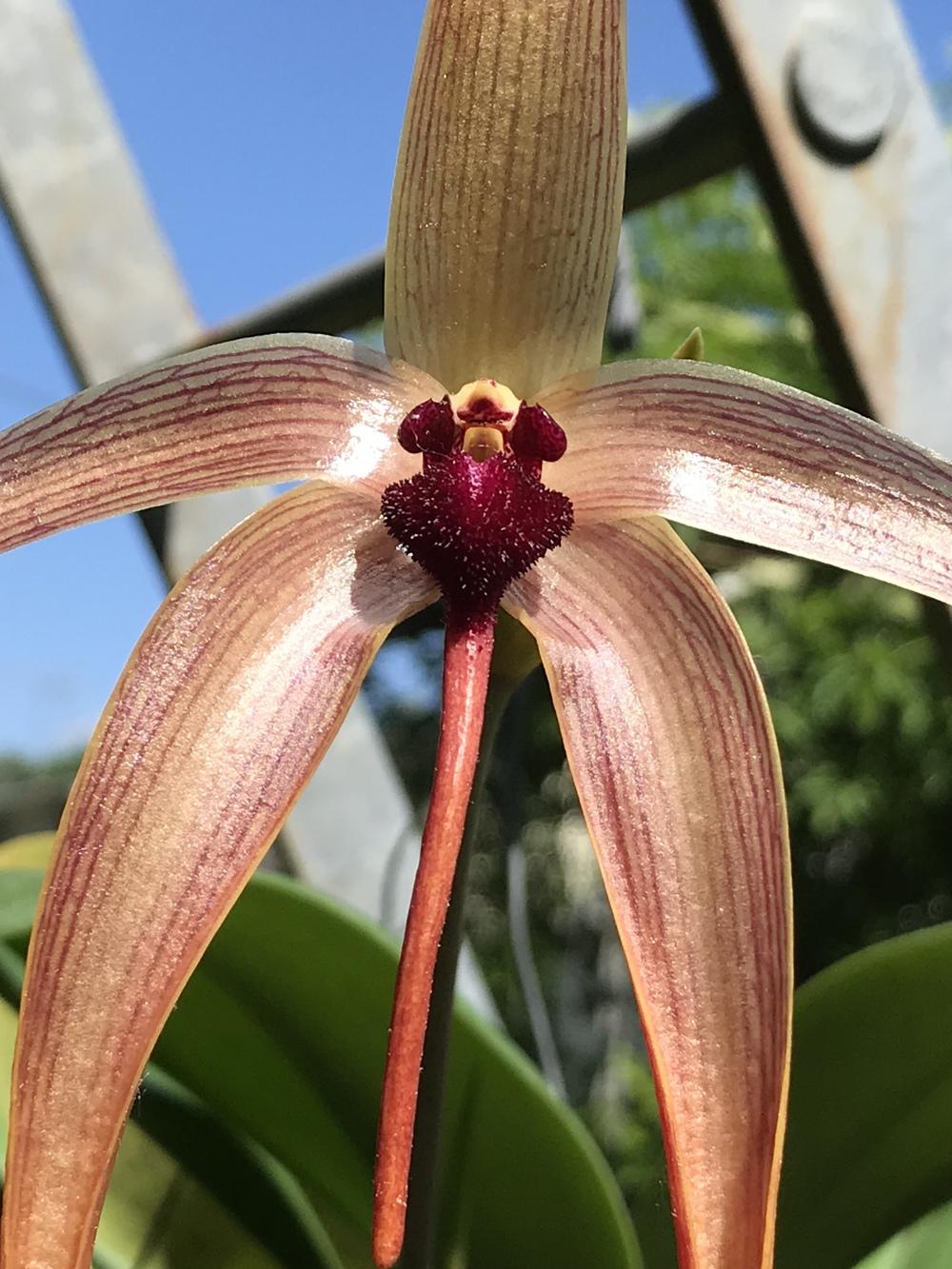 Photo of Orchid (Bulbophyllum echinolabium) uploaded by Ursula