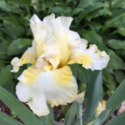 Location: My garden, Pequea, Pennsylvania USA
Date: 2018-06-05
Last tall bearded iris bloom of the season.