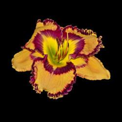 Location: Botanical Gardens of the State of Georgia...Athens, Ga
Date: 2018-06-02
Jared Timothy Bell Daylily 001