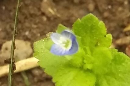 Photo of Persian Speedwell (Veronica persica) uploaded by m33jones2