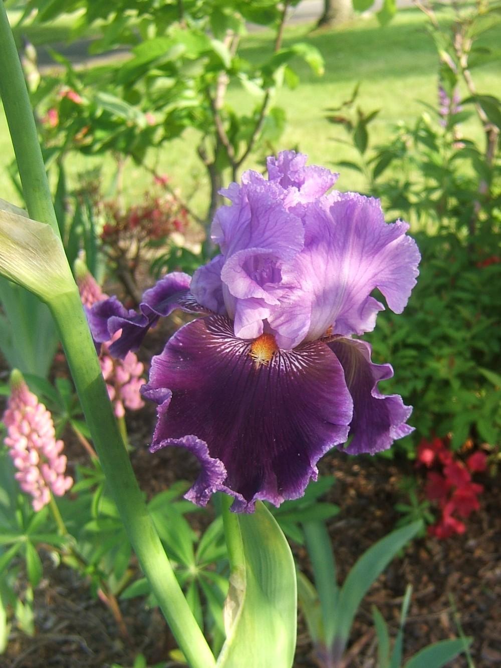Photo of Tall Bearded Iris (Iris 'About Town') uploaded by pirl
