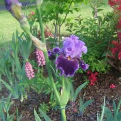 Location: Iris garden - full sun
Date: 2018-05-28