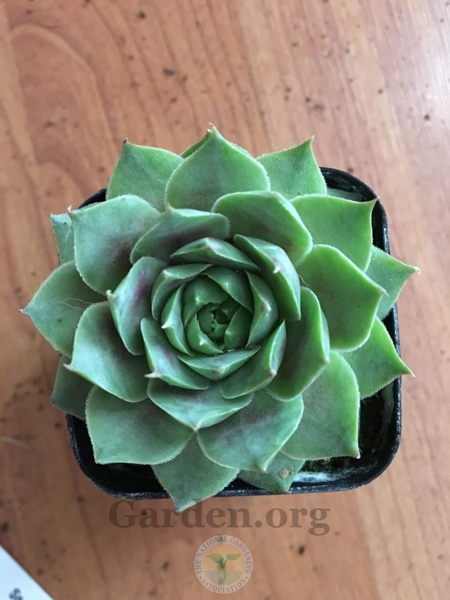 Photo of Hen and Chicks (Sempervivum 'Fame') uploaded by BlueOddish