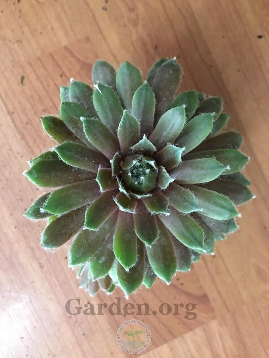 Photo of Hen and Chick (Sempervivum 'Donar Rose') uploaded by BlueOddish