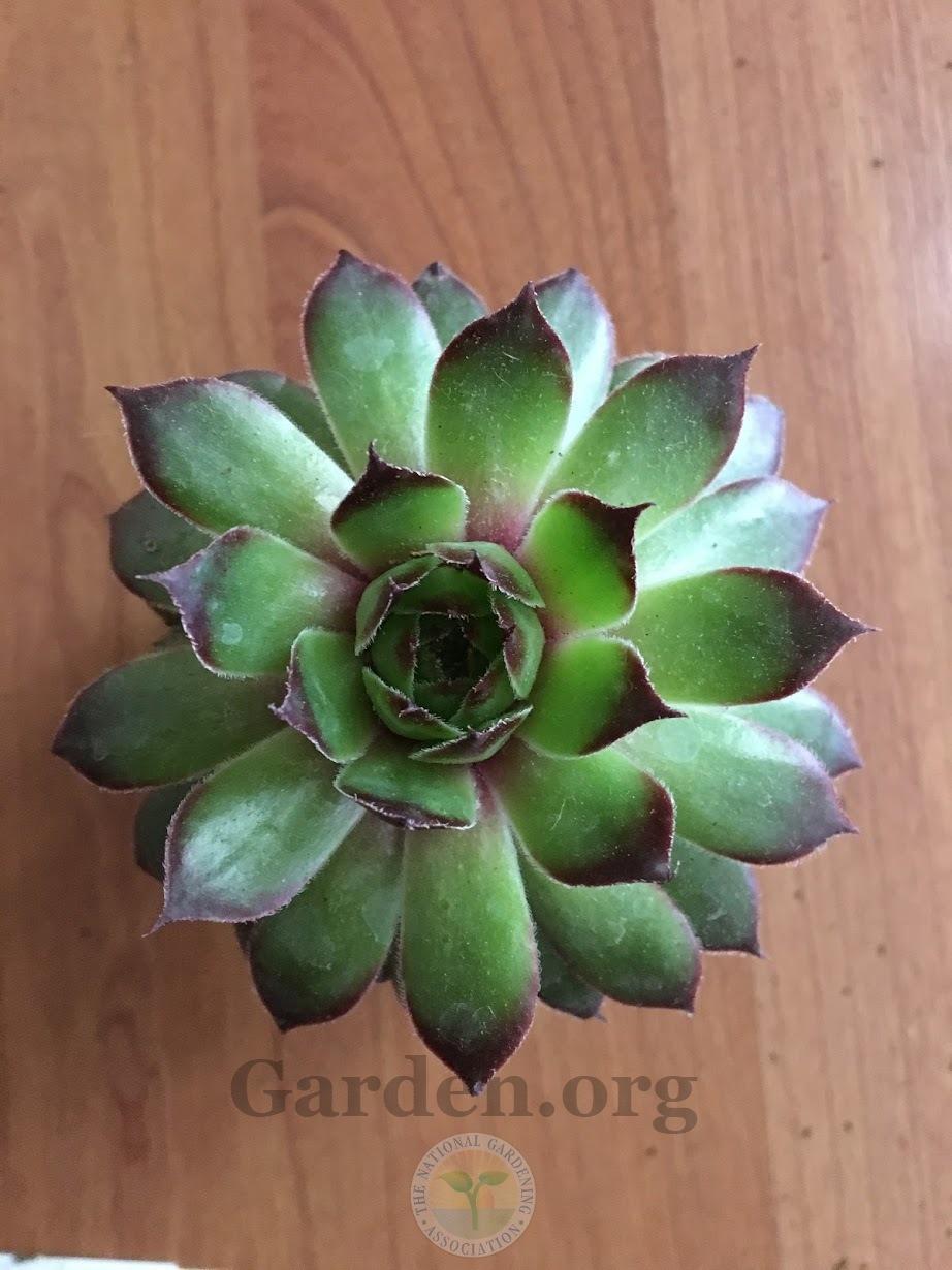 Photo of Hen and Chicks (Sempervivum calcareum 'Tip Top') uploaded by BlueOddish