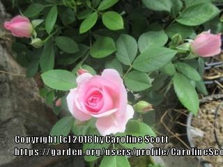 Photo of Rose (Rosa 'Prairie Dawn') uploaded by CarolineScott