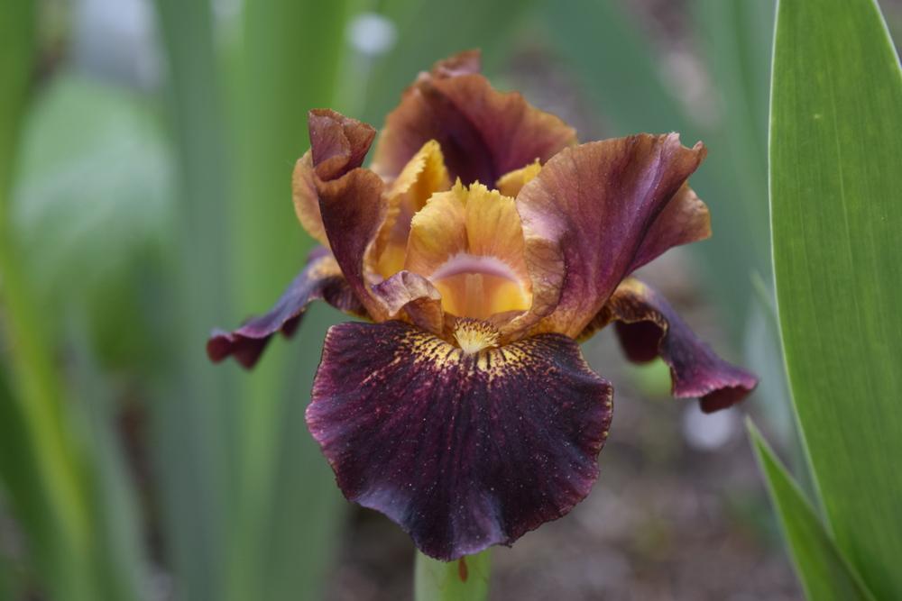 Photo of Intermediate Bearded Iris (Iris 'Devil's Delight') uploaded by Dachsylady86