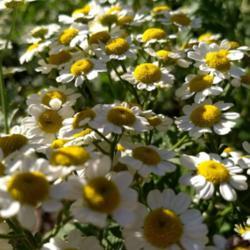 Location: Illinois
Date: 2018-06-06
Feverfew is one of the most useful plants in my garden!