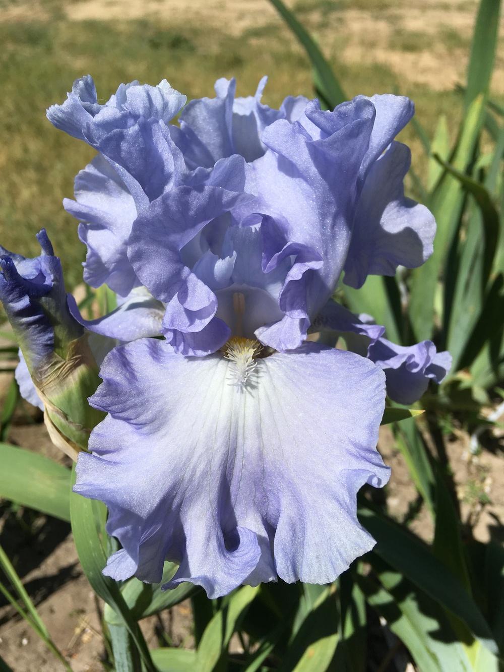 Photo of Tall Bearded Iris (Iris 'Absolute Treasure') uploaded by Lbsmitty