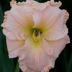 
Date: 2015-06-09
Photo courtesy of Bell's Daylily Garden
