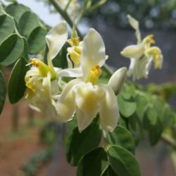 Location: Glendale
Date: 2018-06-06
Moringa Leaves and Flowers