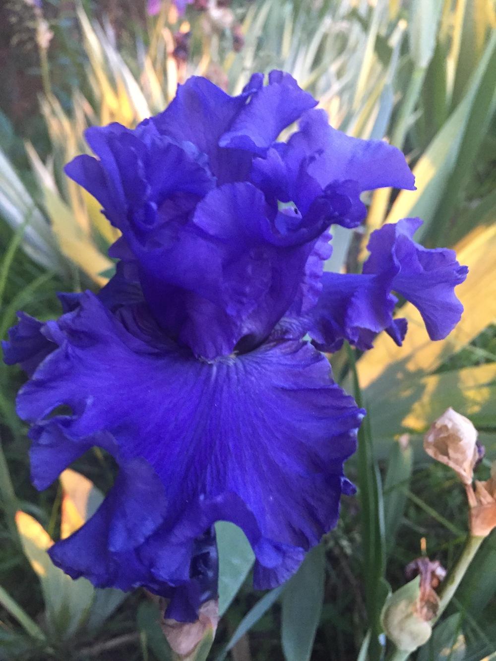 Photo of Tall Bearded Iris (Iris 'Sea Power') uploaded by SpringGreenThumb